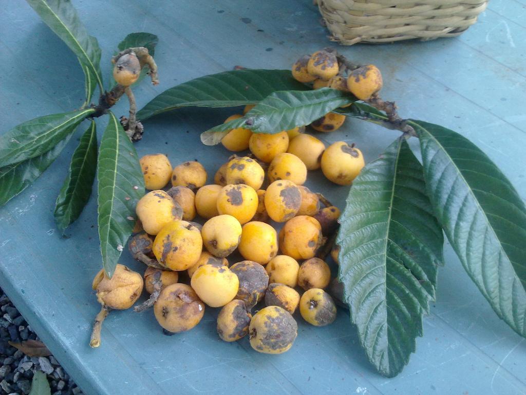 مارينا دي كارّارا Eco B&B I Due Oleandri المظهر الخارجي الصورة