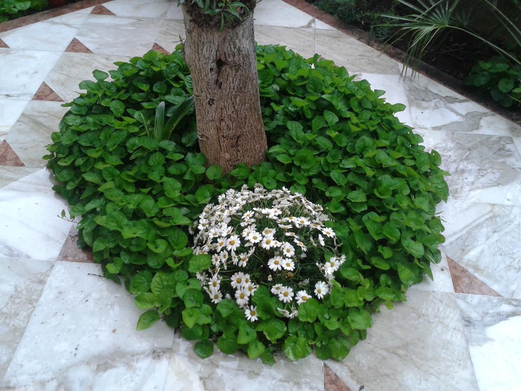 مارينا دي كارّارا Eco B&B I Due Oleandri المظهر الخارجي الصورة